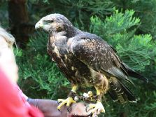 grugapark-greifvogelschau-2012-04-289