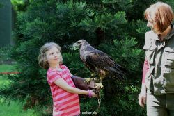 grugapark-greifvogelschau-2012-04-290