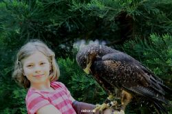 grugapark-greifvogelschau-2012-04-292