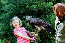 grugapark-greifvogelschau-2012-04-297
