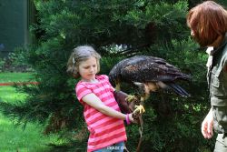 grugapark-greifvogelschau-2012-04-299
