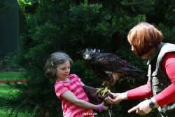 grugapark-greifvogelschau-2012-04-304