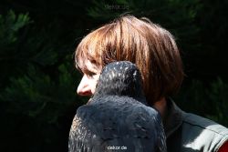 grugapark-greifvogelschau-2012-04-306
