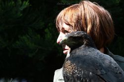 grugapark-greifvogelschau-2012-04-307