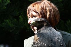 grugapark-greifvogelschau-2012-04-308