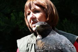 grugapark-greifvogelschau-2012-04-309