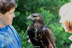 grugapark-greifvogelschau-2012-04-310