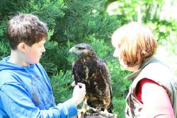 grugapark-greifvogelschau-2012-04-311