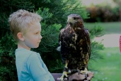 grugapark-greifvogelschau-2012-04-314