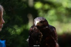 grugapark-greifvogelschau-2012-04-320