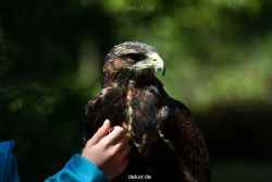 grugapark-greifvogelschau-2012-04-321