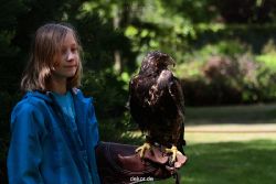 grugapark-greifvogelschau-2012-04-322