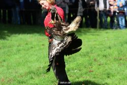 grugapark-greifvogelschau-2012-04-324