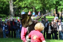 grugapark-greifvogelschau-2012-04-326