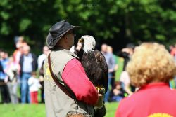grugapark-greifvogelschau-2012-04-332