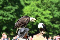 grugapark-greifvogelschau-2012-04-337