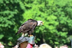 grugapark-greifvogelschau-2012-04-338