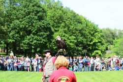 grugapark-greifvogelschau-2012-04-340