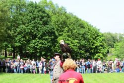 grugapark-greifvogelschau-2012-04-341