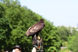 grugapark-greifvogelschau-2012-04-343