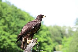 grugapark-greifvogelschau-2012-04-344