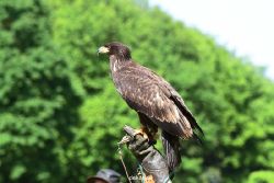 grugapark-greifvogelschau-2012-04-345