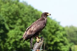 grugapark-greifvogelschau-2012-04-346
