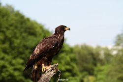 grugapark-greifvogelschau-2012-04-347