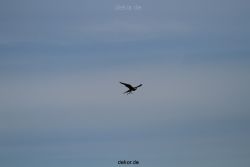grugapark-greifvogelschau-2012-04-348