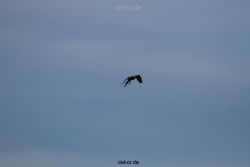 grugapark-greifvogelschau-2012-04-349