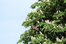grugapark-greifvogelschau-2012-04-354
