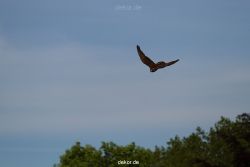 grugapark-greifvogelschau-2012-04-355