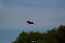 grugapark-greifvogelschau-2012-04-356