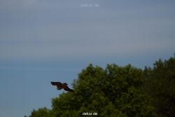 grugapark-greifvogelschau-2012-04-357