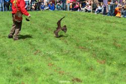 grugapark-greifvogelschau-2012-04-359