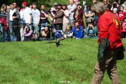 grugapark-greifvogelschau-2012-04-360