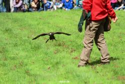 grugapark-greifvogelschau-2012-04-361