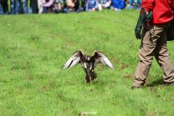 grugapark-greifvogelschau-2012-04-362