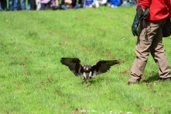 grugapark-greifvogelschau-2012-04-363