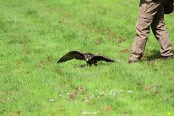 grugapark-greifvogelschau-2012-04-364