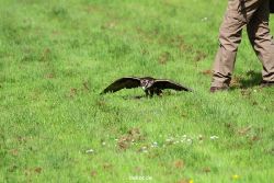 grugapark-greifvogelschau-2012-04-365
