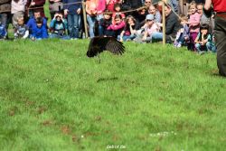 grugapark-greifvogelschau-2012-04-366