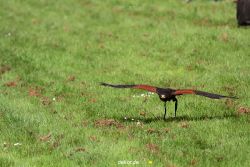 grugapark-greifvogelschau-2012-04-367