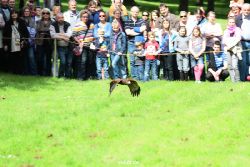 grugapark-greifvogelschau-2012-04-368