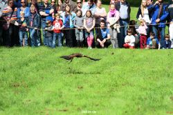 grugapark-greifvogelschau-2012-04-369