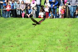 grugapark-greifvogelschau-2012-04-370