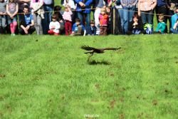 grugapark-greifvogelschau-2012-04-371