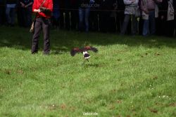 grugapark-greifvogelschau-2012-04-372