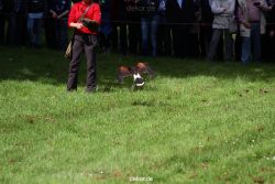 grugapark-greifvogelschau-2012-04-373