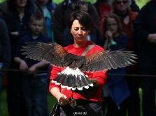 grugapark-greifvogelschau-2012-04-374
